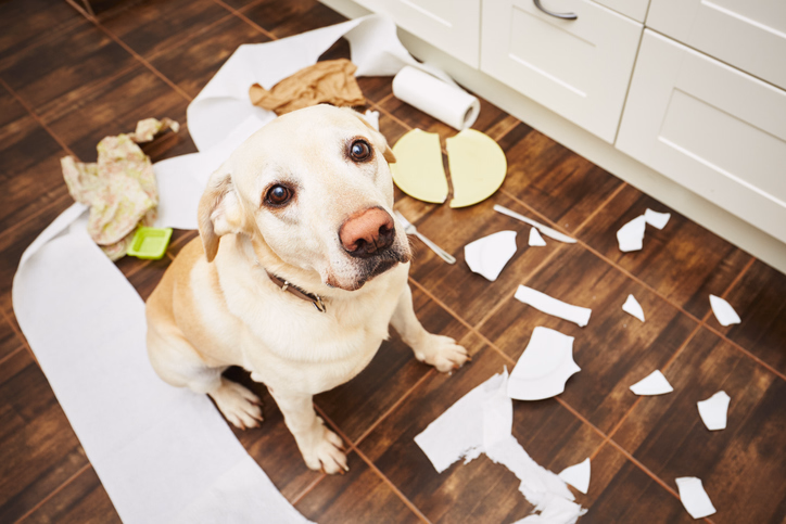 Dog breaking everthing!