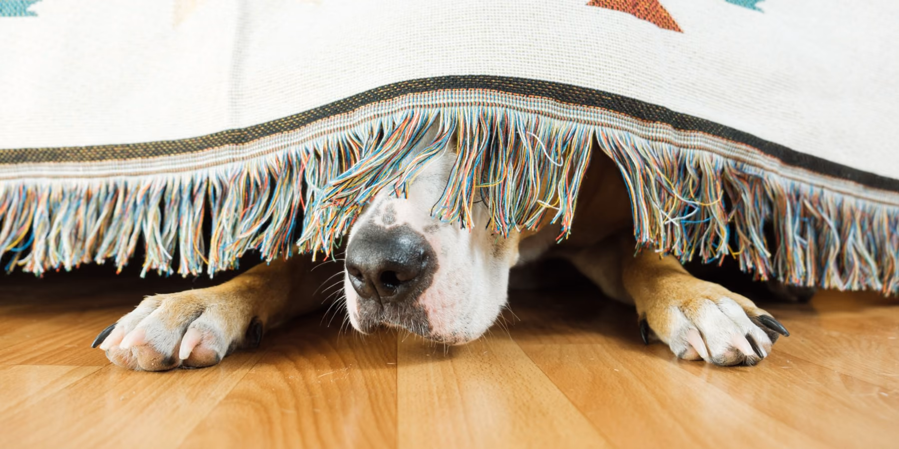 Scared dog under the bed