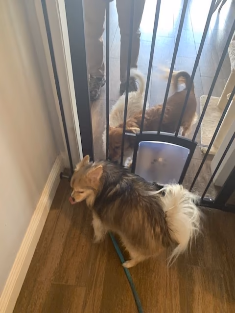 Finn at the gate