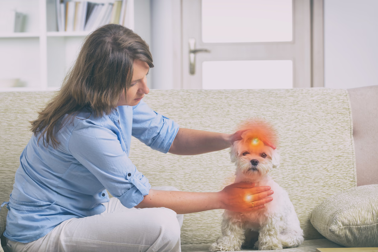 Dog in pain