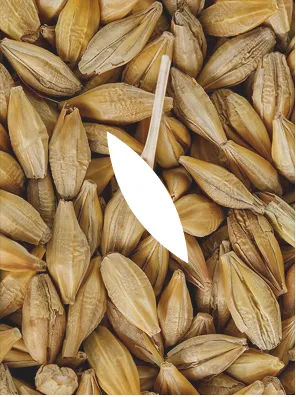 A close-up photograph highlighting the barley grains used as the basis for the packaging pattern. The elongated forms and layered arrangement inspired the repeated stitched motif applied throughout the identity system, translating the organic texture of the grain into a simplified visual language.