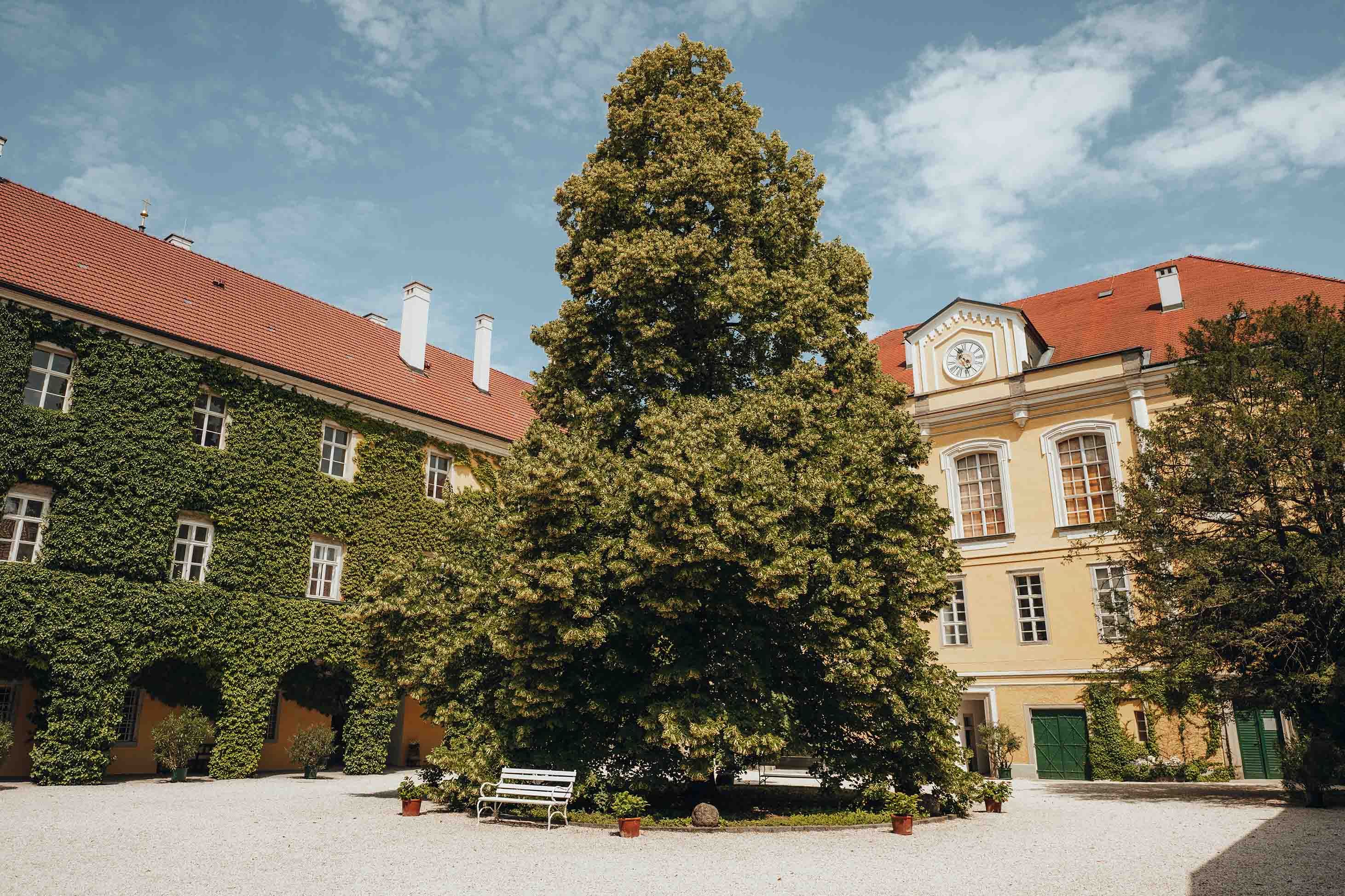 Innenhof mit großem Baum in der Mitte, grüner Efeu bedeckt linkes Gebäude, rechte Uhr zeigt 11:10.