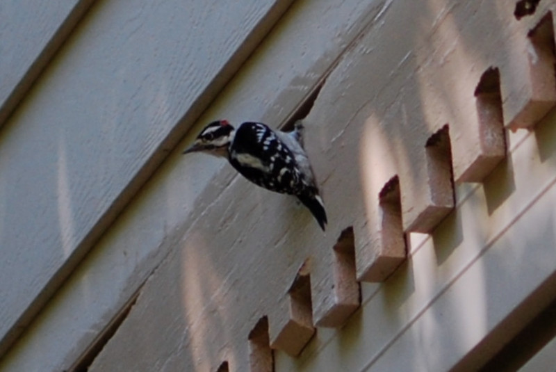 Home with woodpecker siding damage in Carmel, IN