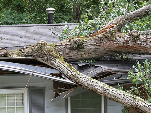 Storm Damage from Downed Tree