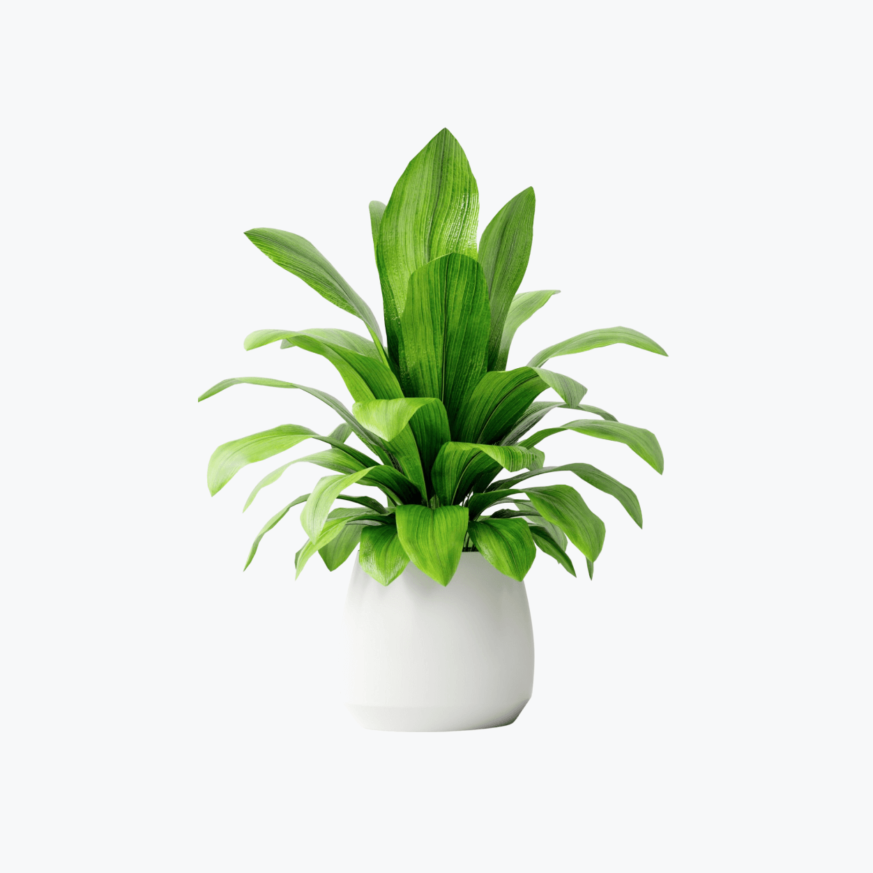 15-Inch Indoor Plant