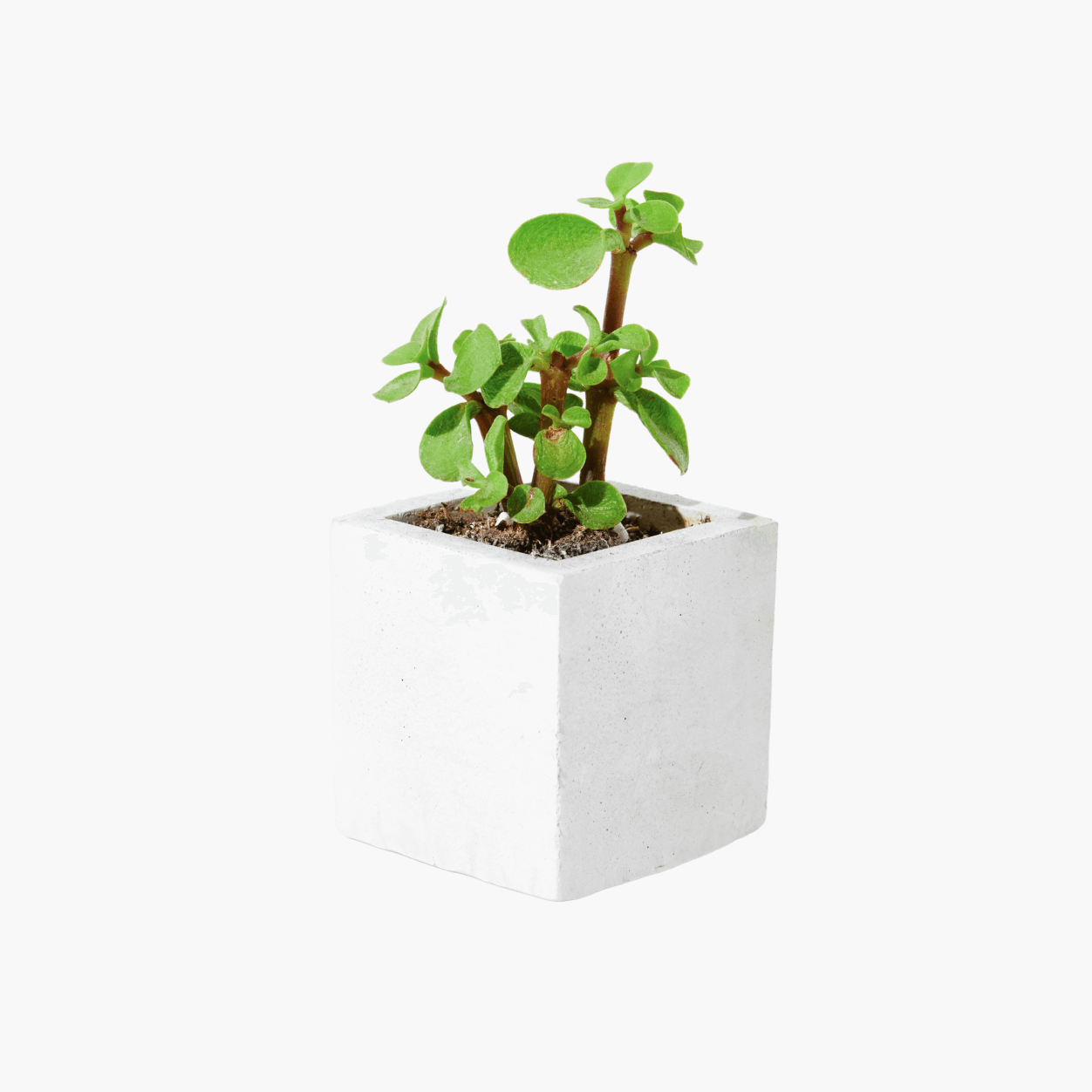 12-Inch Natural Plant
