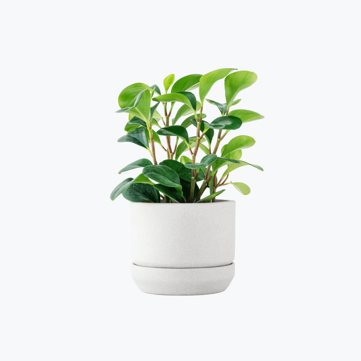11-Inch Indoor Plant