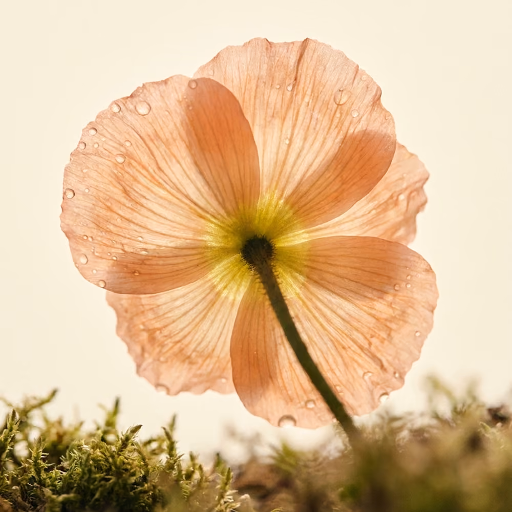 Close-up underside of a translucent peach flower with water droplets above green moss.