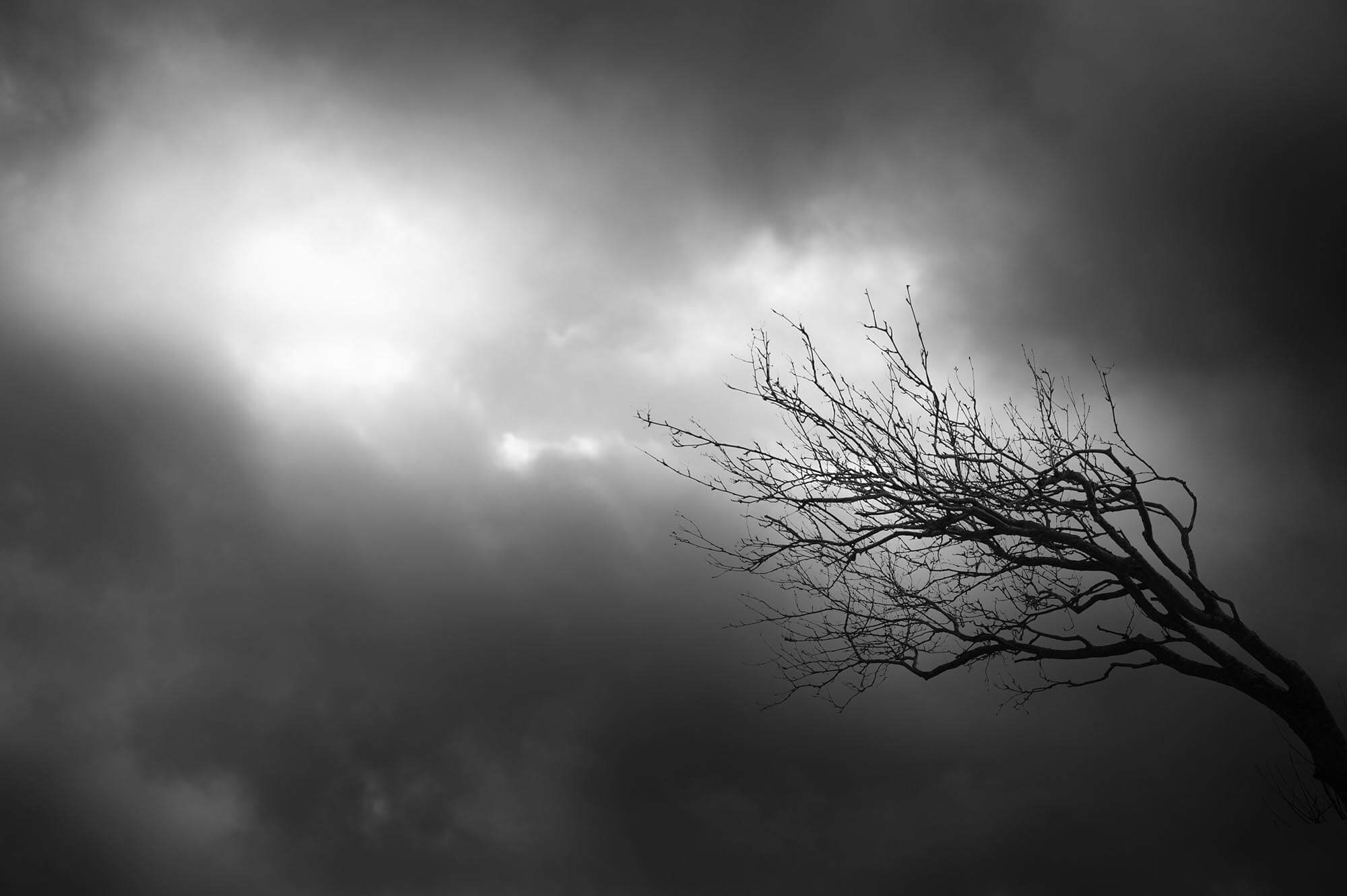 Grener mot åpen himmel