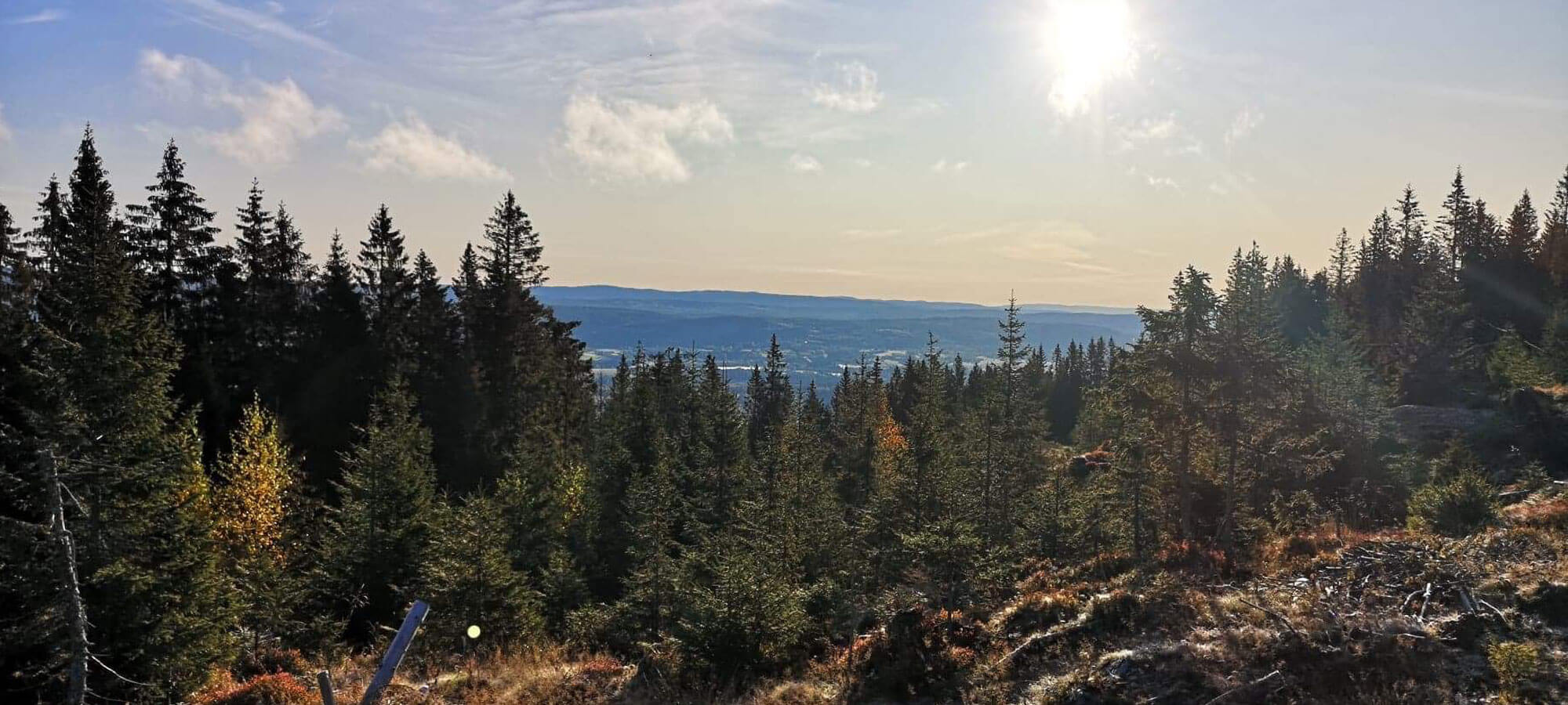 Skog