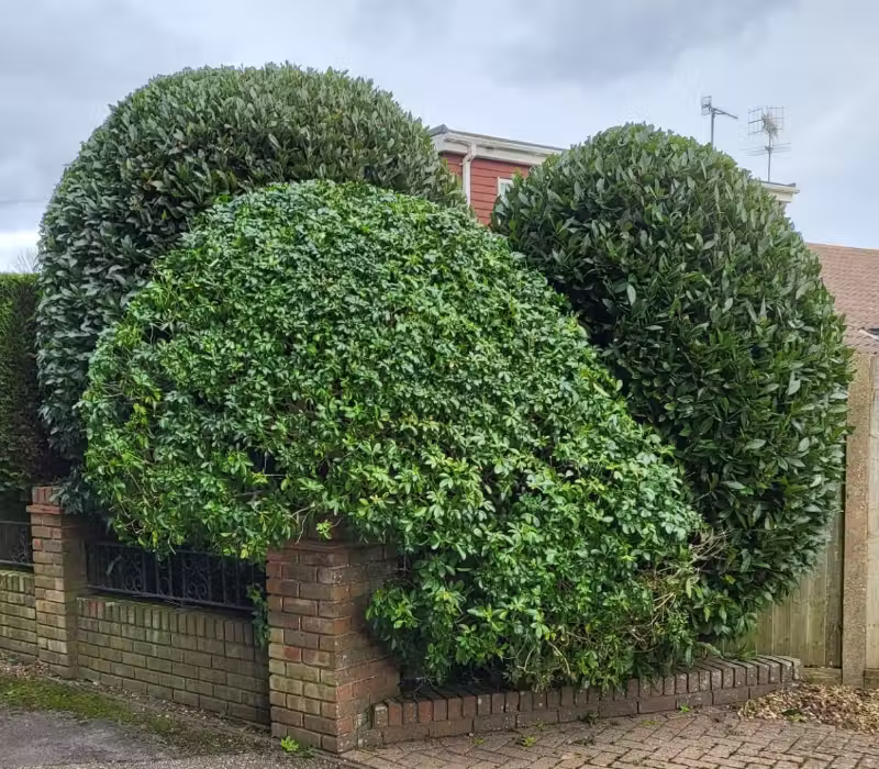 Tall trimmed shrubs and hedges in Worthing