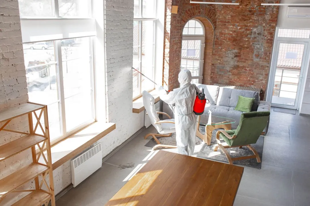 mold removal