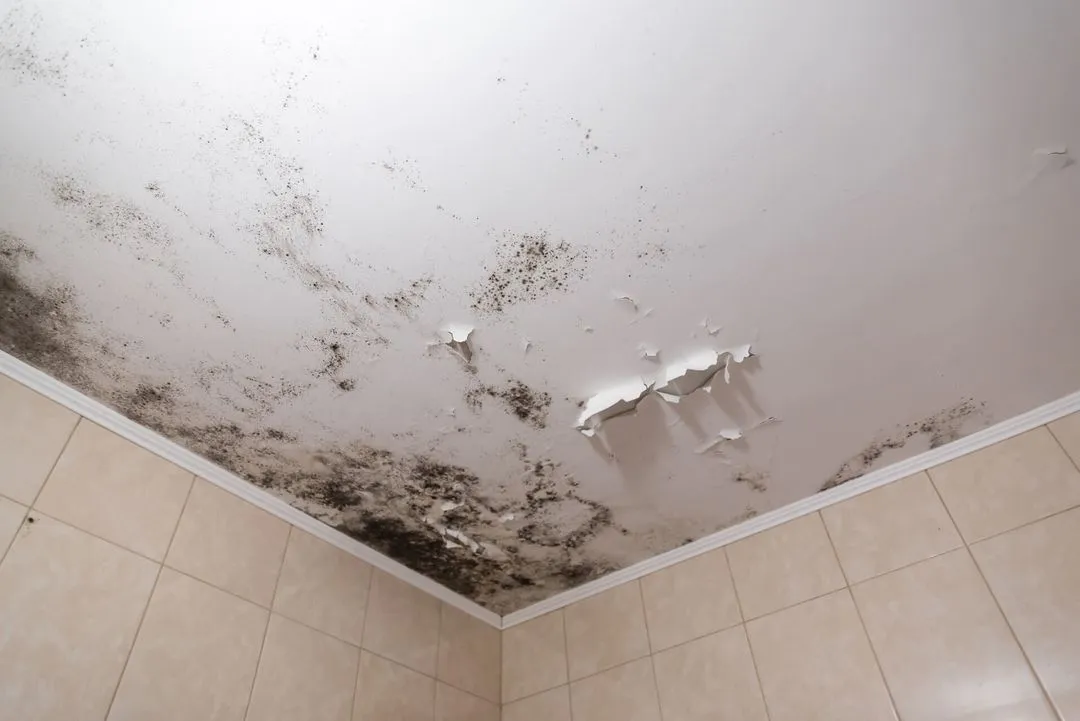 mold removal water damage