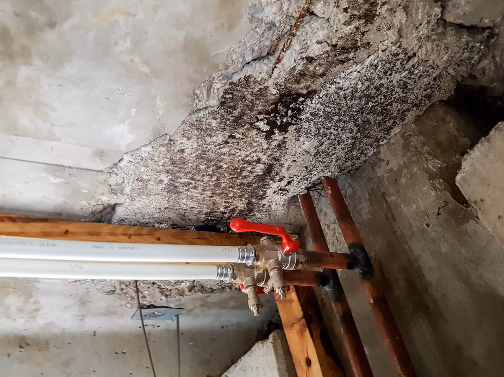 water damage mold removal