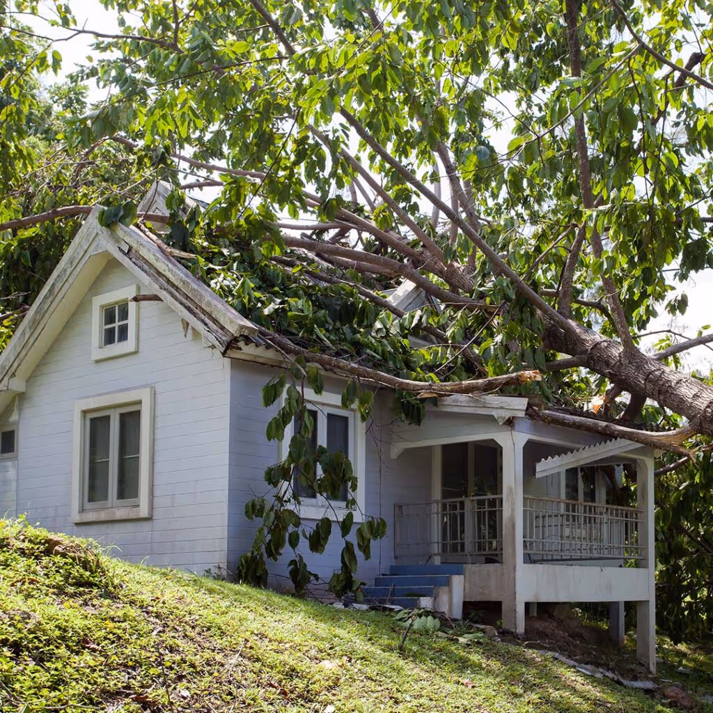 storm damage tree on roof