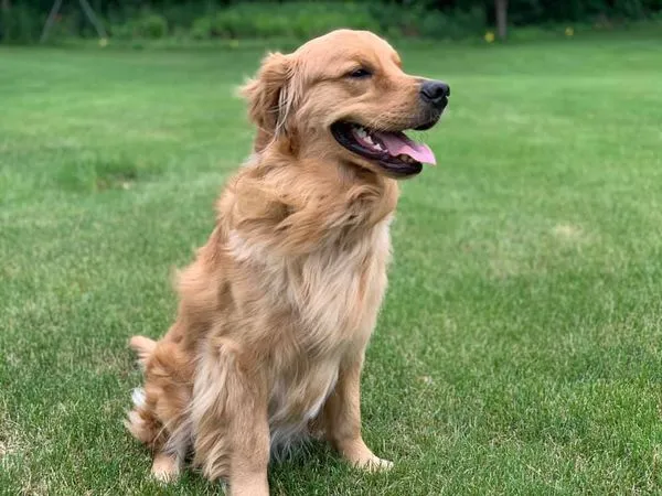 Happy dog sitting