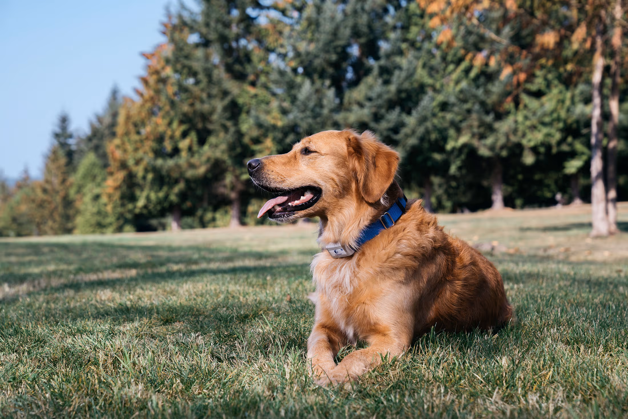 Golden Retriever lying in grass with blue collar and Dog Guard receiver.