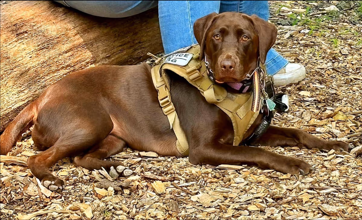 Service dog