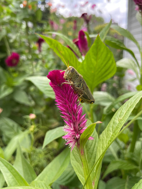 A grasshopper on a flower at Bold North Blooms