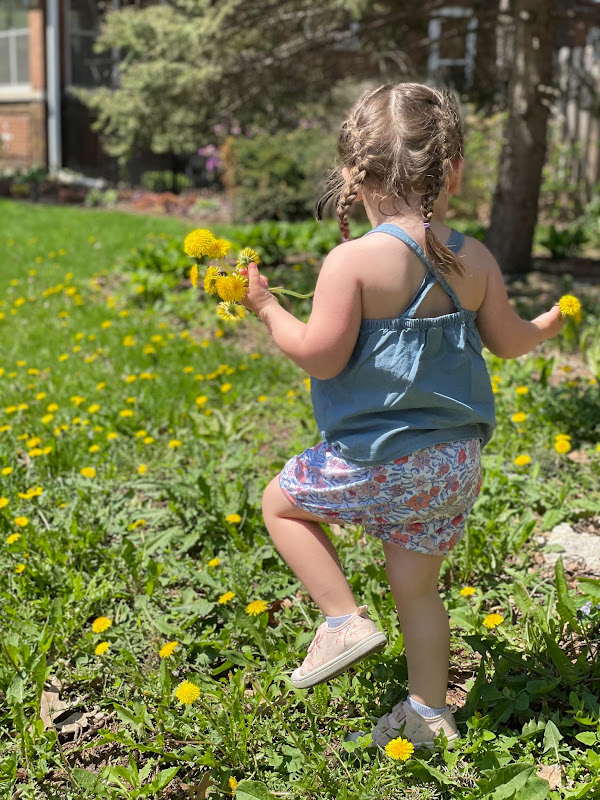 Flowers growing at Bold North Blooms