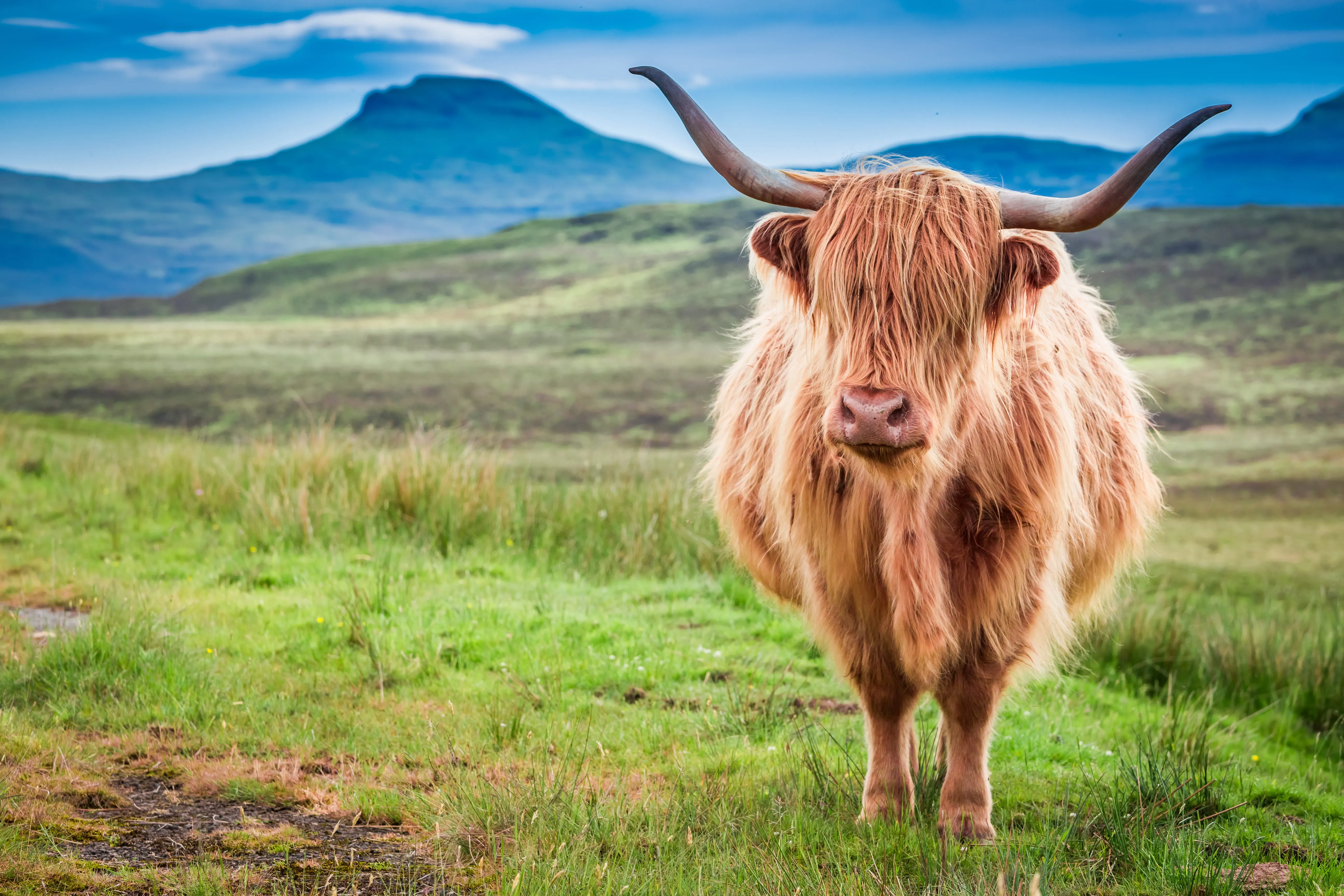 Highland cow with long hair and large curved horns standing on grass with hills in the background.