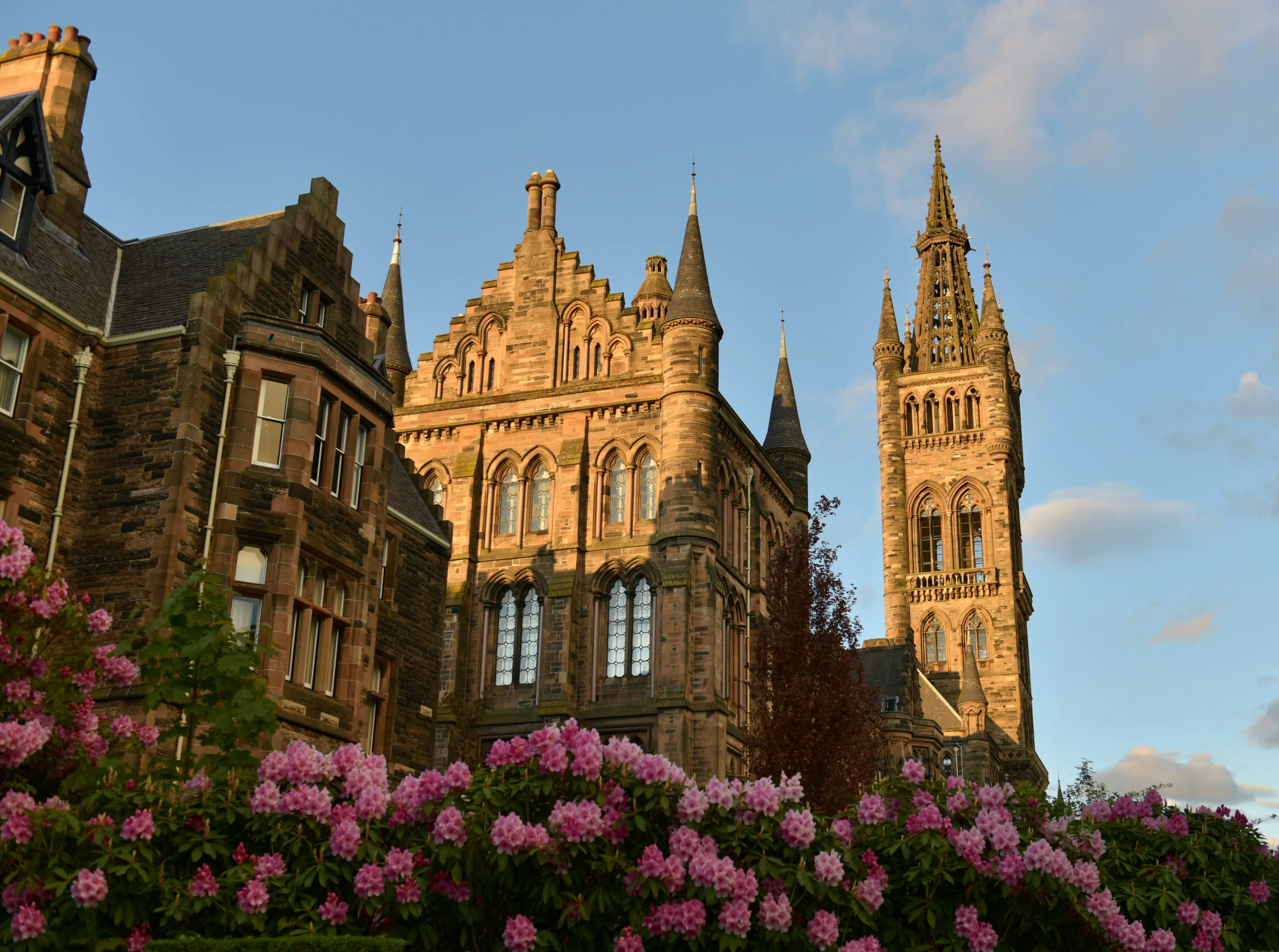 Historic stone building with tall spires behind a hedge of blooming pink flowers under blue sky.