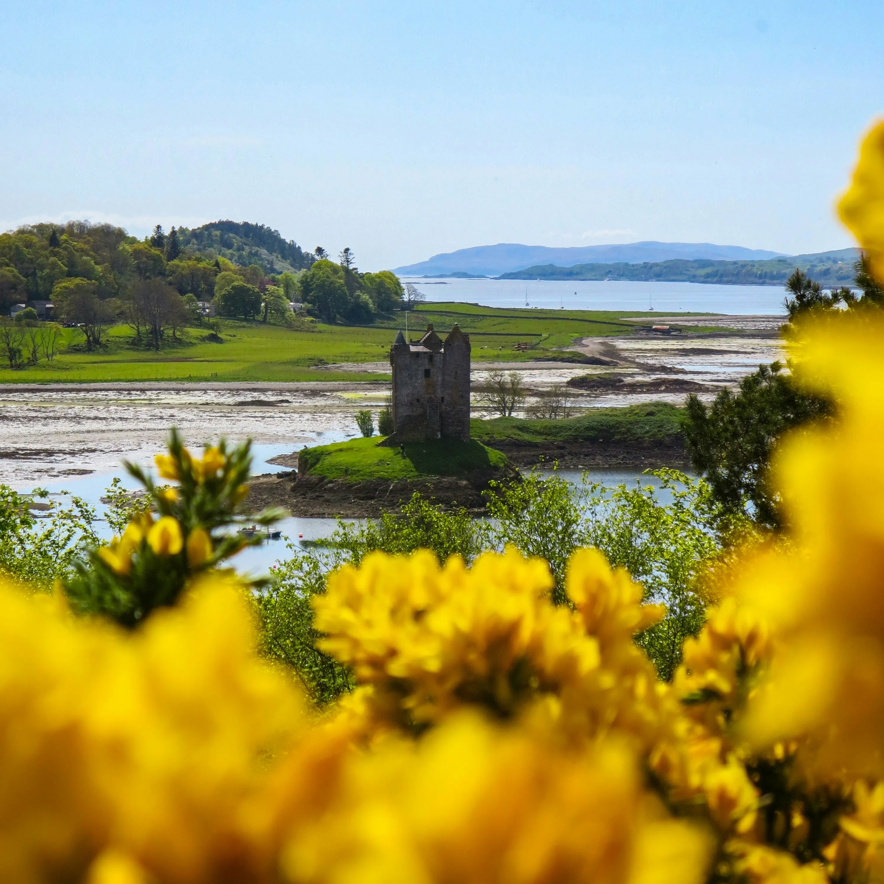 Medieval castle on grassy islet with yellow flowers in foreground and hills with water in background.