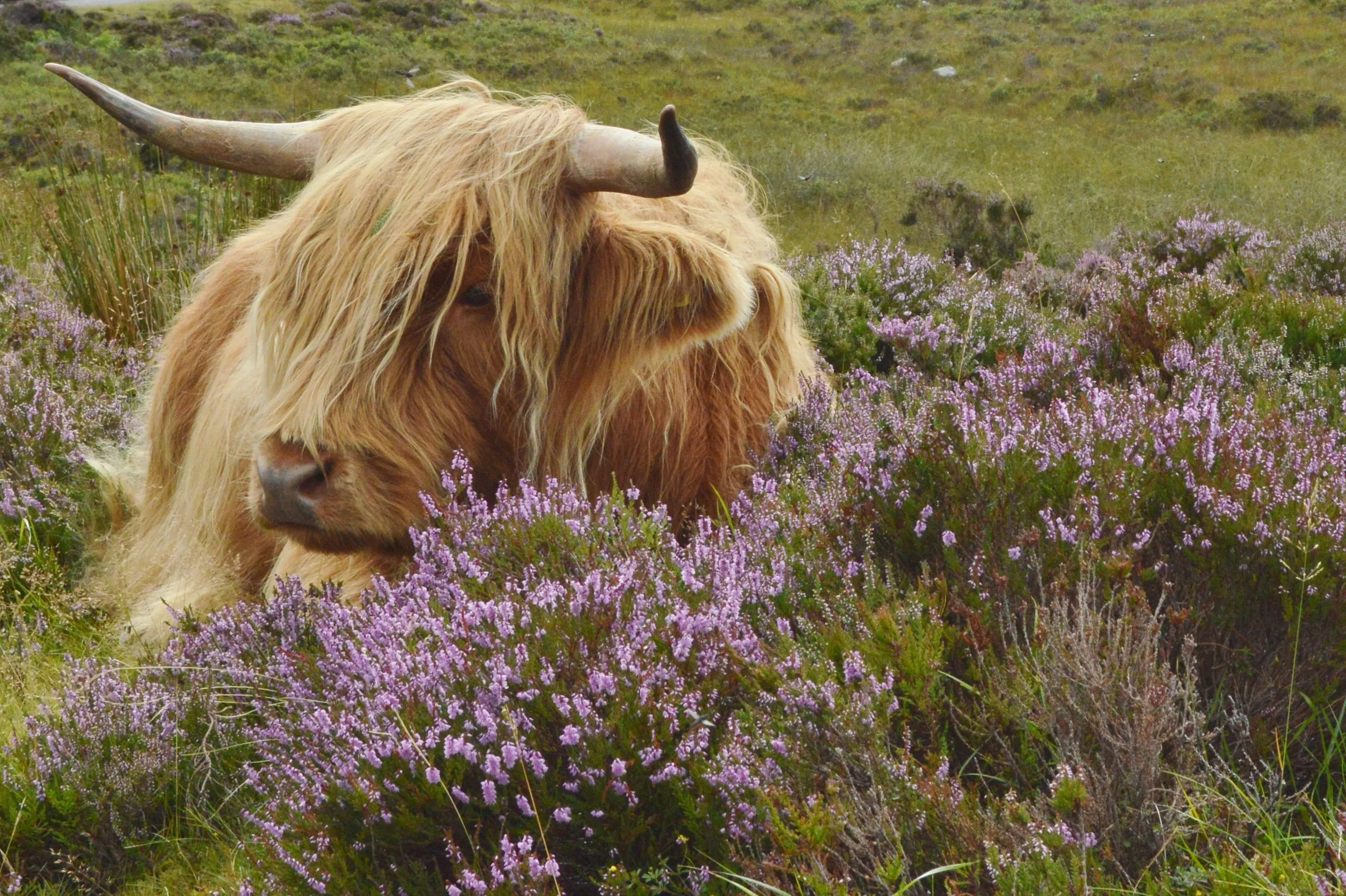 Highland cow with long hair and horns lying among purple heather in a grassy field.