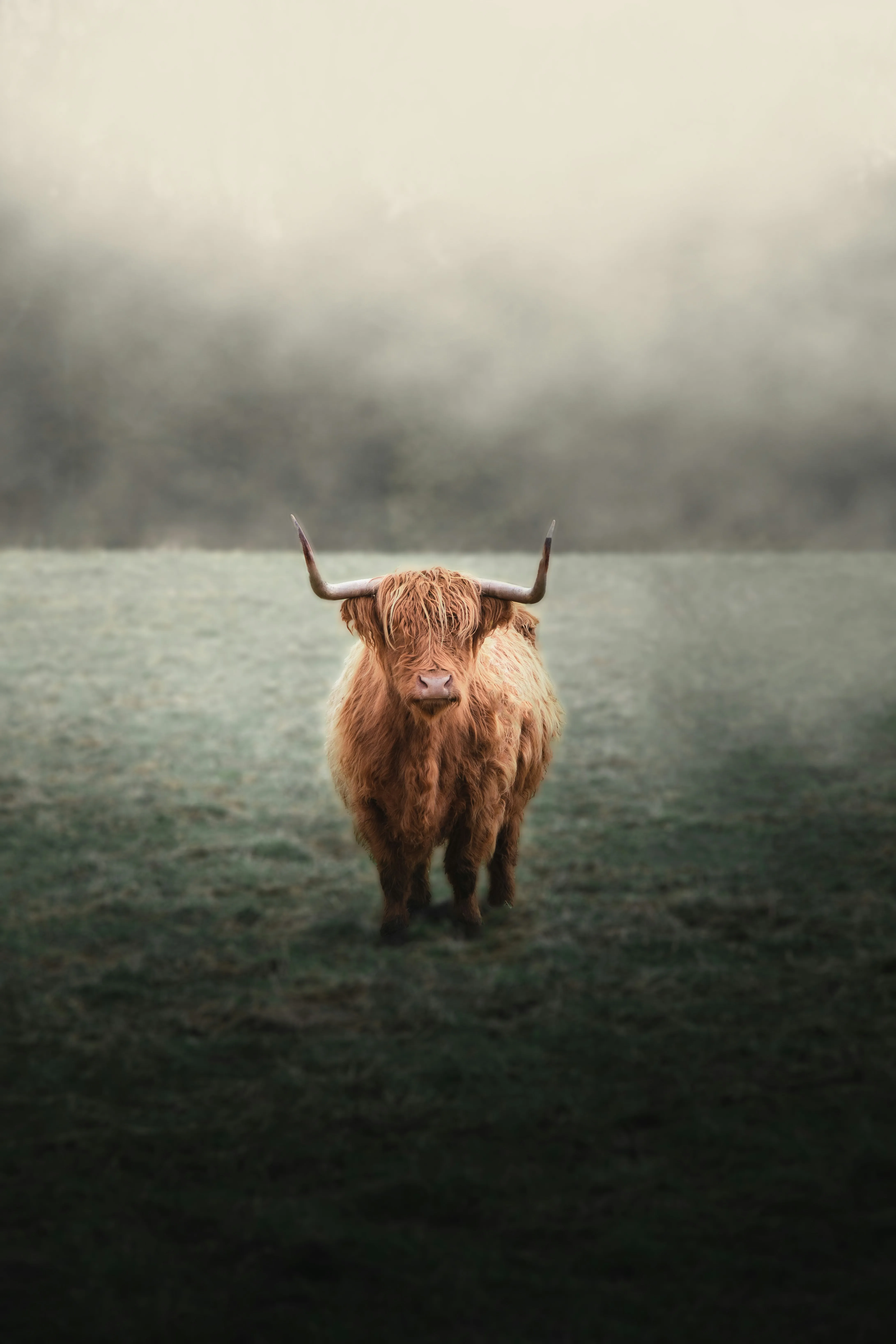 A Highland cow with long horns and shaggy reddish fur standing alone in a foggy field.