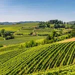 Green vineyard rows on rolling hills under blue sky with scattered clouds.