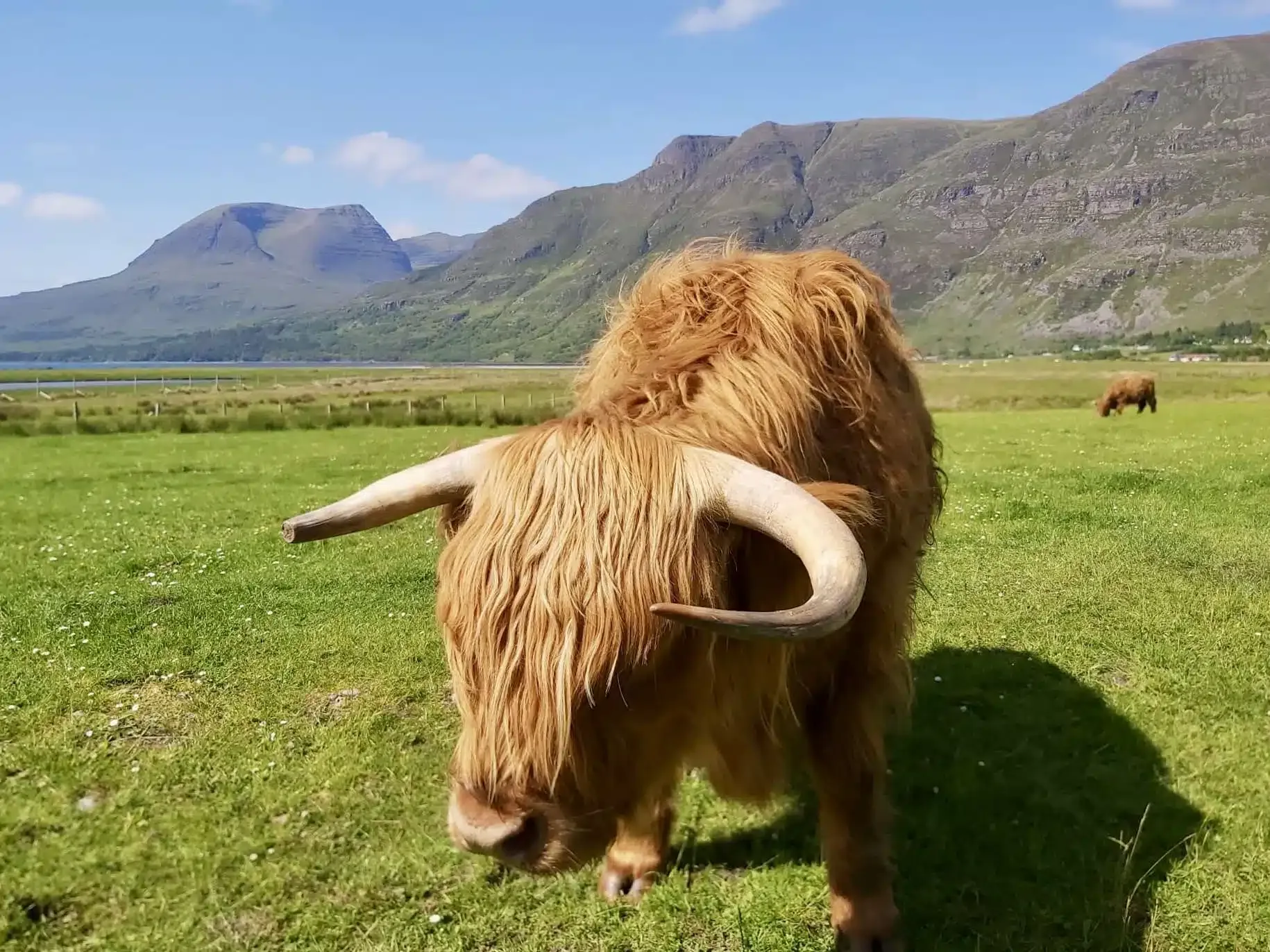 Close-up of a brown Highland cow with long horns in a green field and mountains in the background.