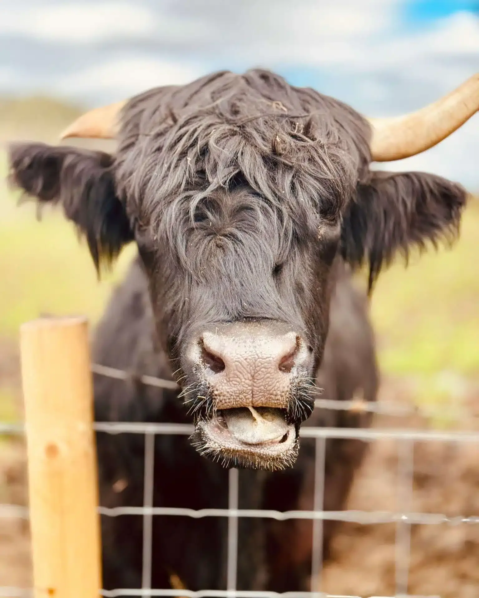 Close-up of a black Highland cow with long hair and horns behind a wire fence.