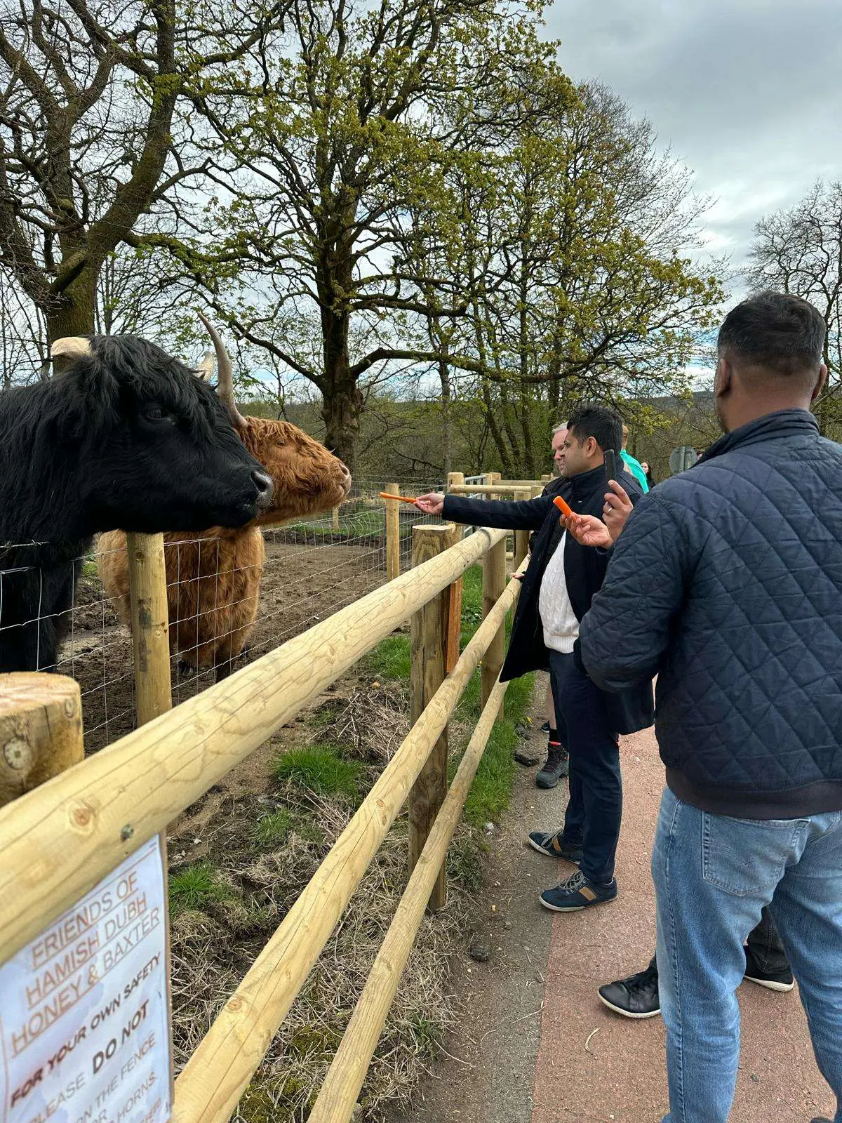 Two men feeding carrots to Highland cows behind a wooden fence on a cloudy day.