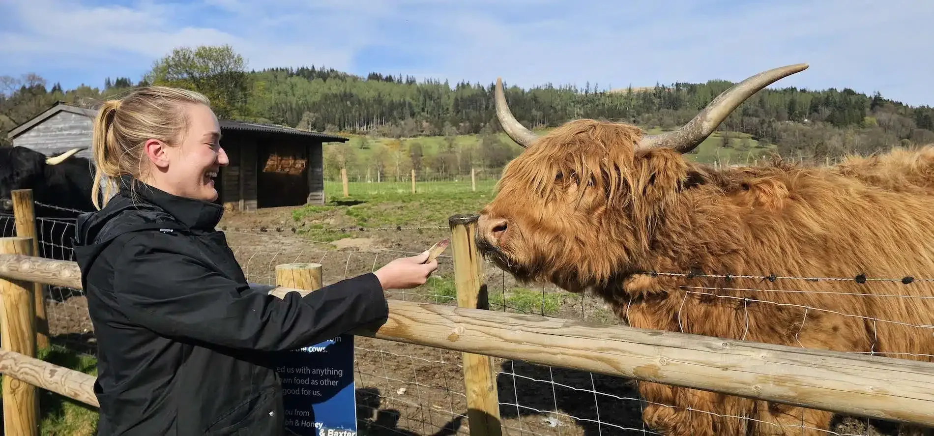 Woman with blonde hair feeding a large hairy brown cow with long horns over a wooden fence.