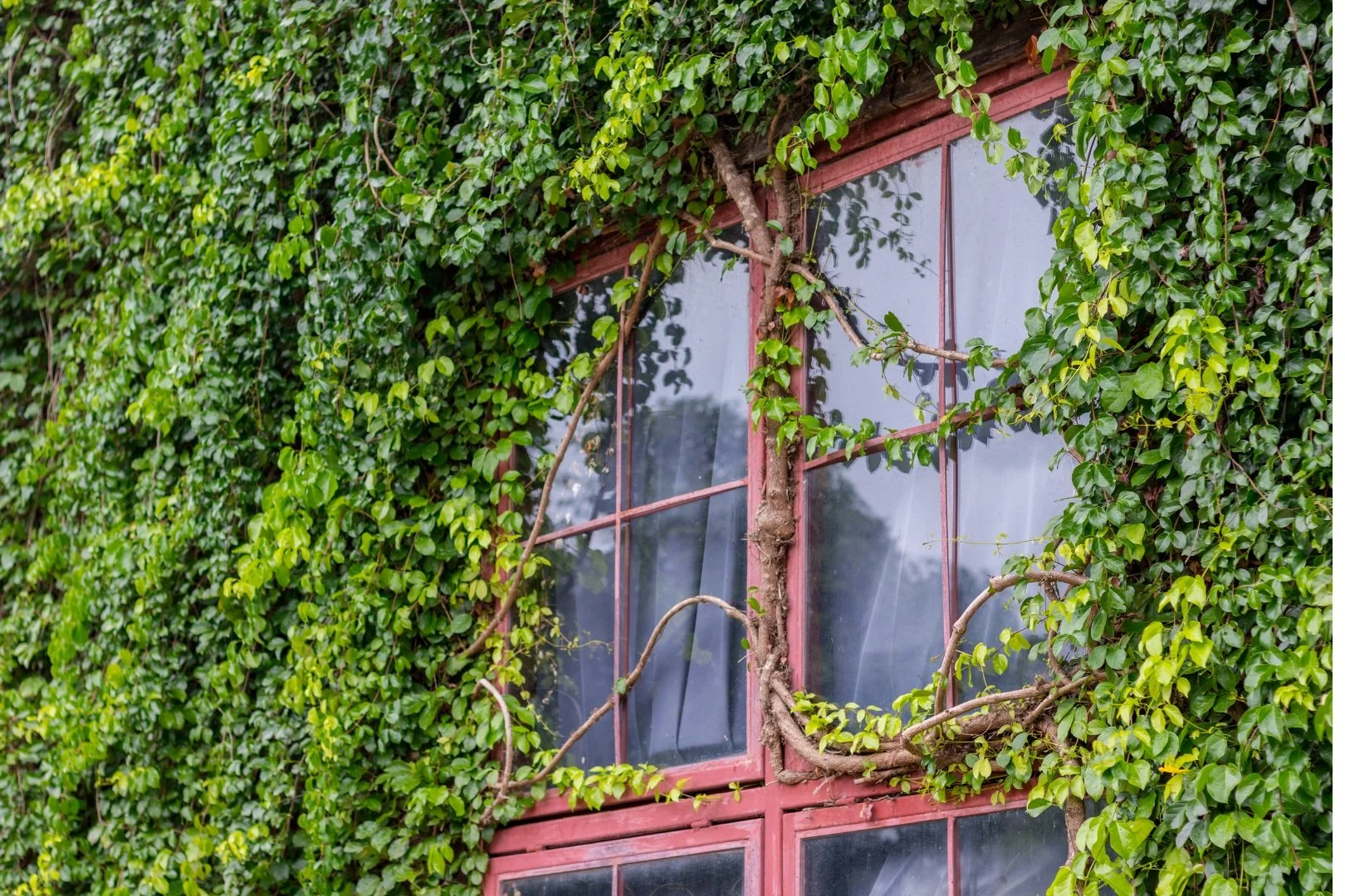 Figure 2: Vines providing natural shading to a window