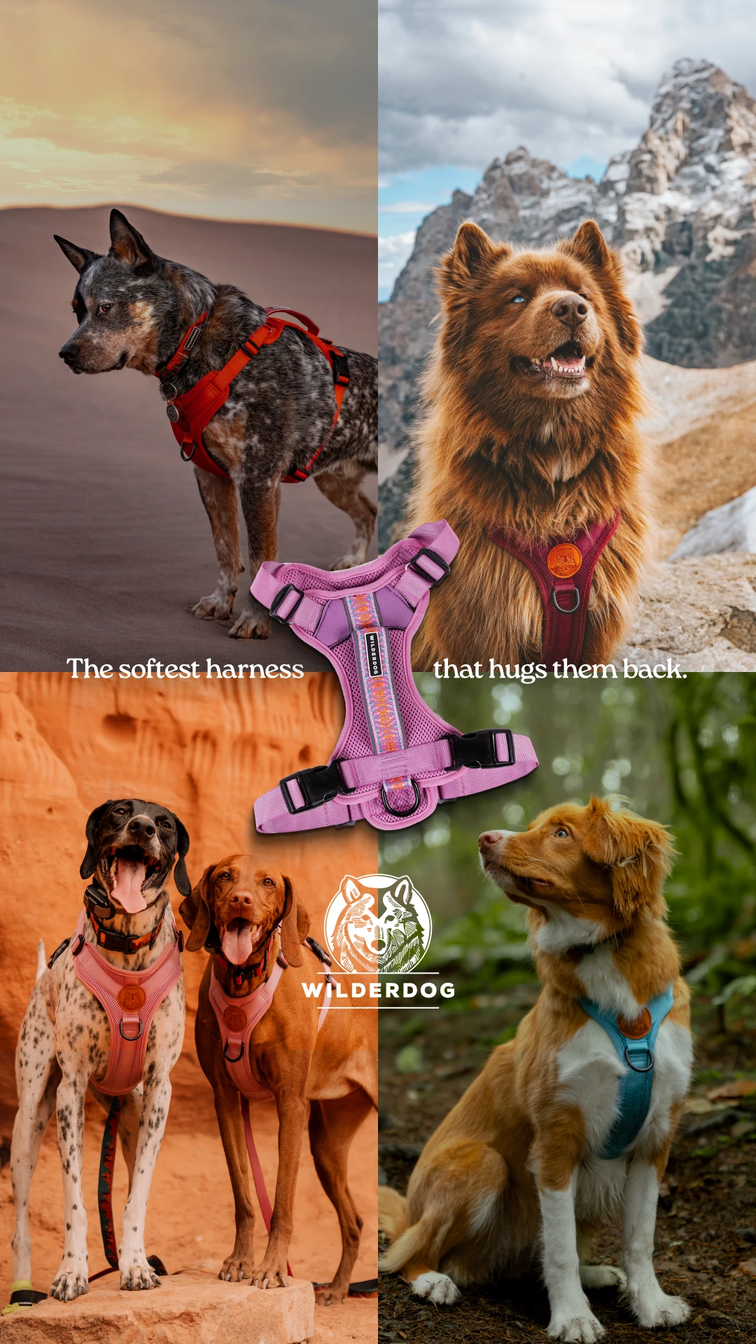 Wilderdog static ad by Biddyco
