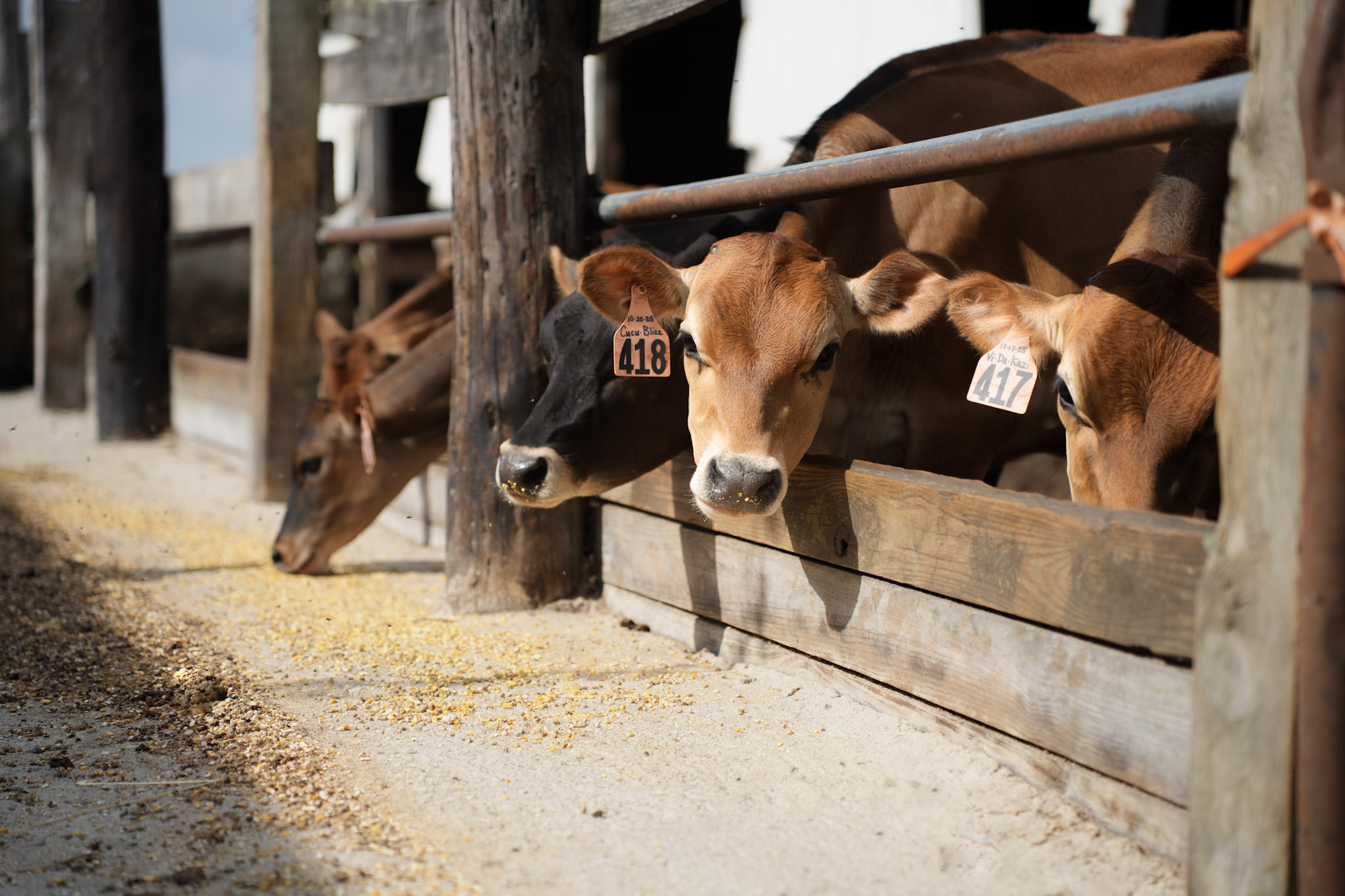 The Van Winkle family at Van Winkle Dairy