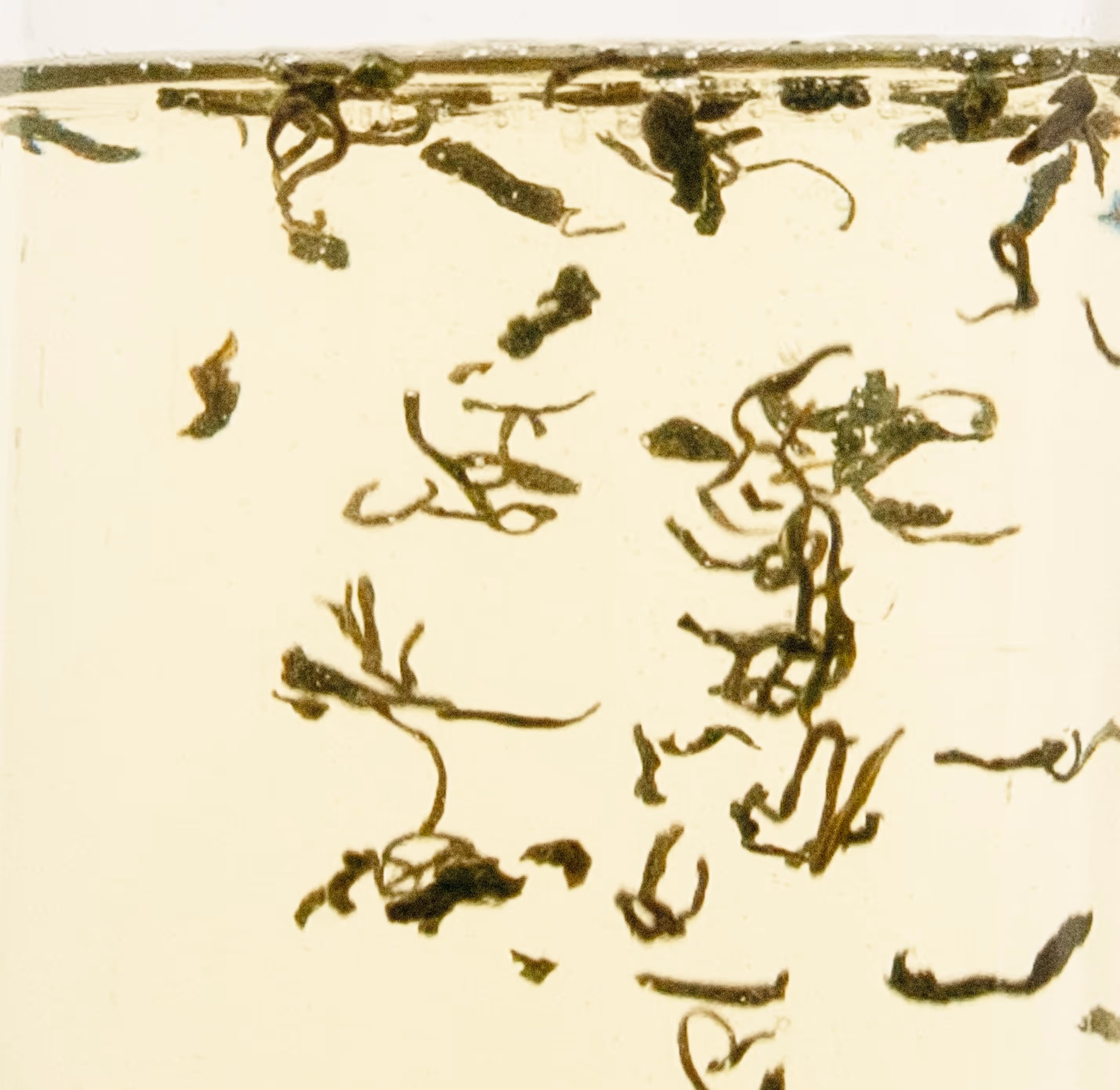 Close-up shot of Cloud & Mist tea leaves brewed in water that has become light yellow. As it steeps, the leaves uncurl and start blooming.