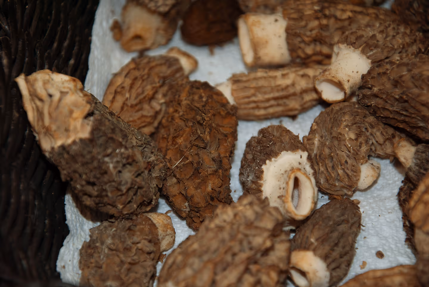 Close-up shot of fresh morel mushrooms' texture, at the Atwater Market.