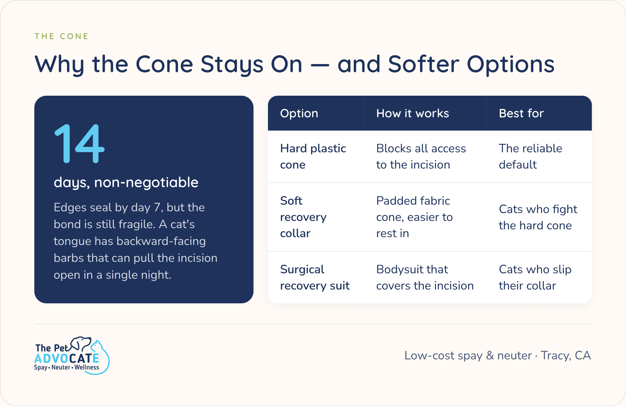 Why the cone stays on for 14 days after cat spay: edges seal by day 7 but the bond is still fragile; a cat’s tongue can reopen the incision in one night. Options include hard plastic cone (reliable default), soft recovery collar, or surgical recovery suit.