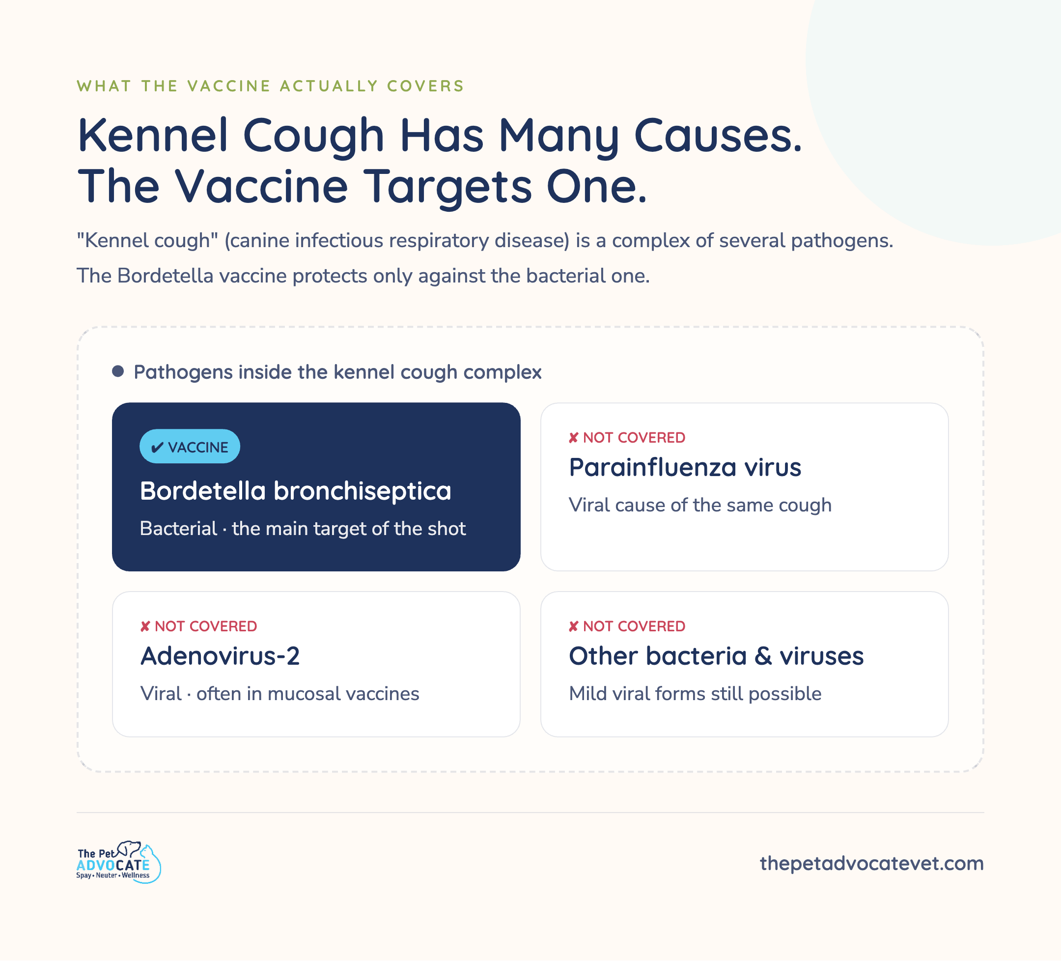 Diagram showing kennel cough is caused by multiple pathogens β Bordetella bronchiseptica (bacterial), parainfluenza virus, adenovirus-2, and other bacteria and viruses β with only Bordetella marked as covered by the Bordetella vaccine.