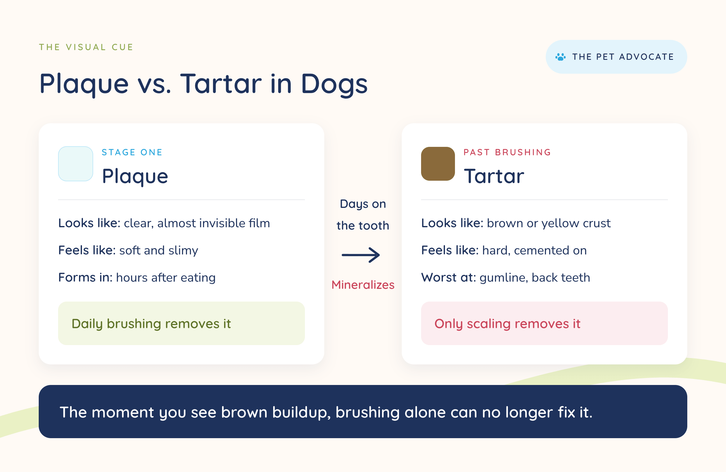 Side-by-side comparison of plaque and tartar in dogs: plaque is a soft, clear film that forms within hours and can be removed by daily brushing, while tartar is hard brown buildup at the gumline and back teeth that only professional scaling can remove.