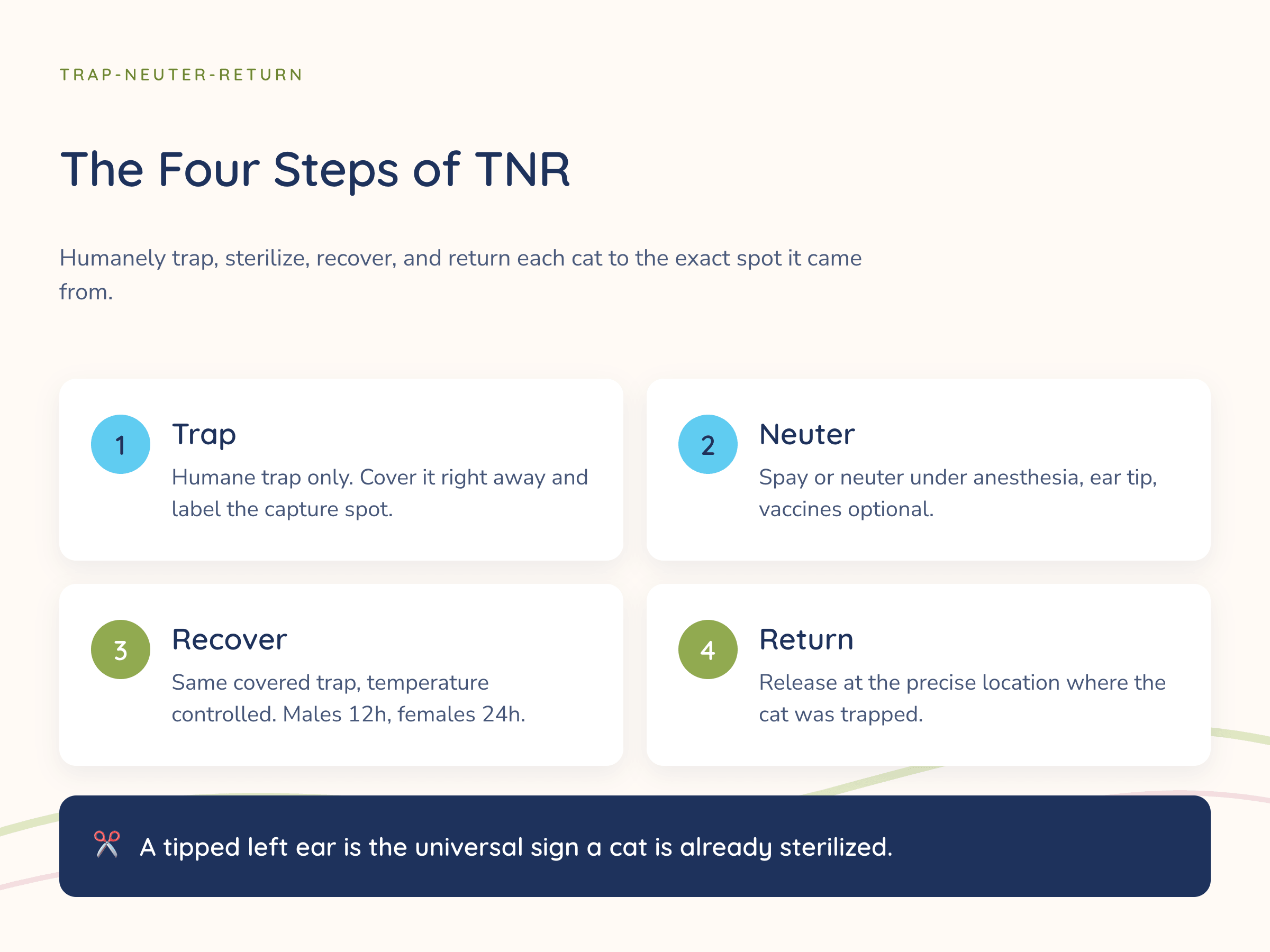 Infographic titled "The Four Steps of TNR" showing the trap-neuter-return process in four numbered cards: Trap (humane trap only, cover it and label the capture spot), Neuter (spay or neuter under anesthesia, ear tip, optional vaccines), Recover (same covered trap, males 12 hours and females 24 hours), and Return (release at the exact trapping location), with a note that a tipped left ear marks a cat as already sterilized.