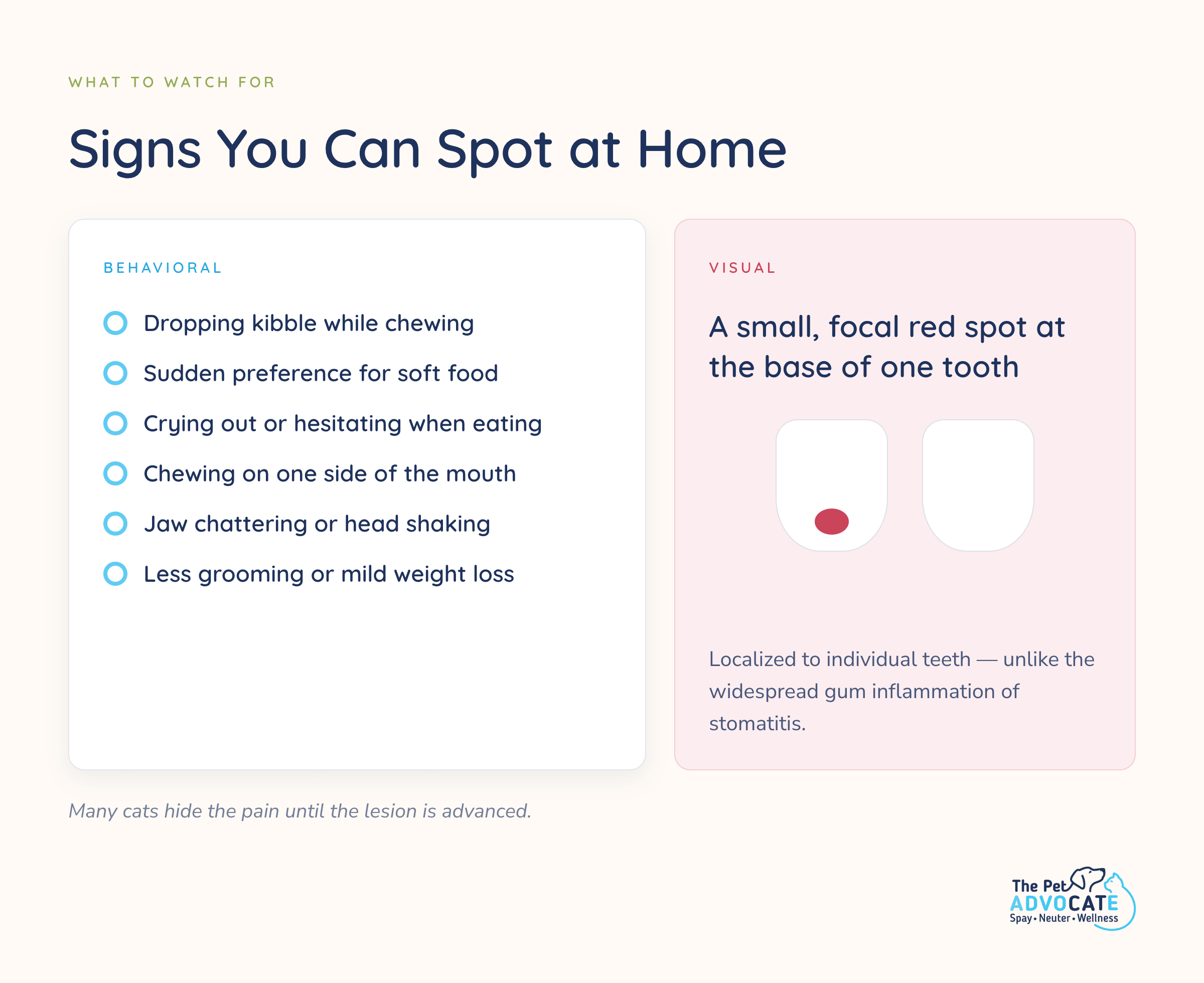 List of at-home signs of feline tooth resorption, including dropped food, jaw chattering, and a red spot at the gum line.
