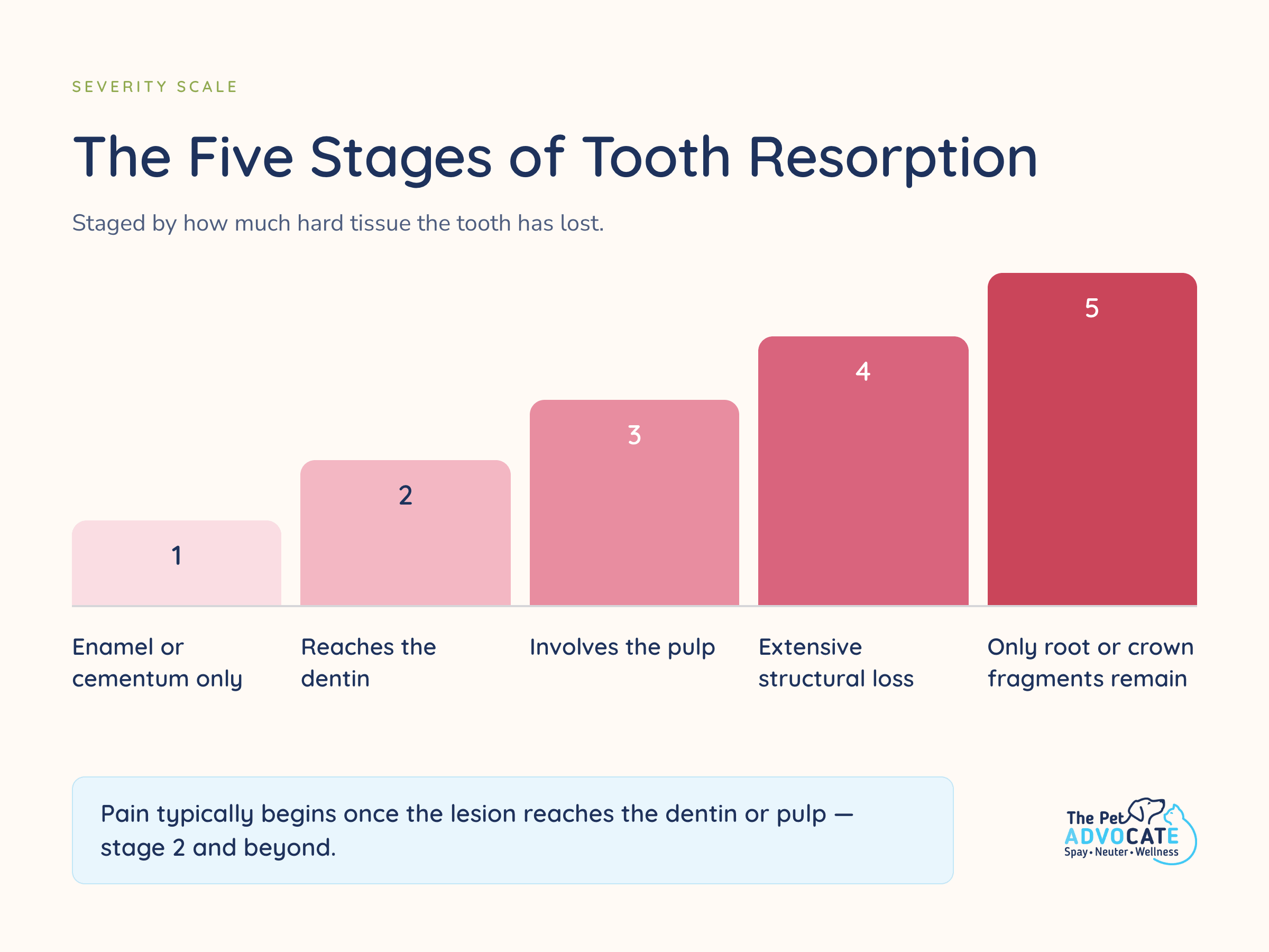 Bar chart of the five stages of feline tooth resorption, from enamel-only loss to remaining root and crown fragments.