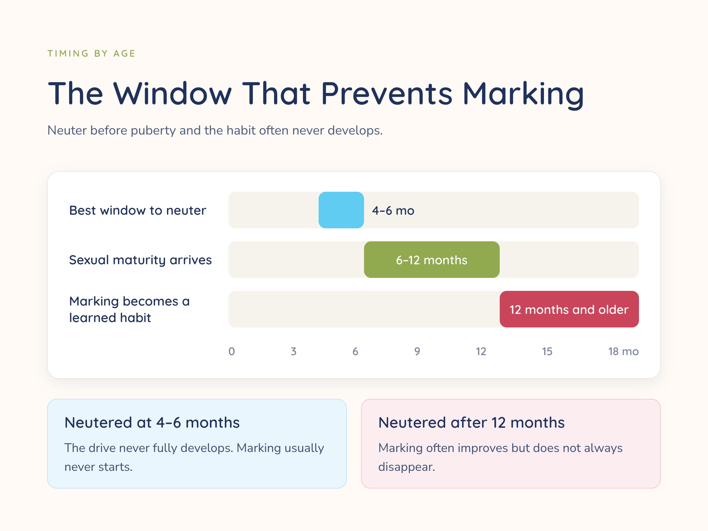 Timeline of dog neuter timing showing the best window at 4 to 6 months, sexual maturity from 6 to 12 months, and marking becoming a learned habit at 12 months and older.
