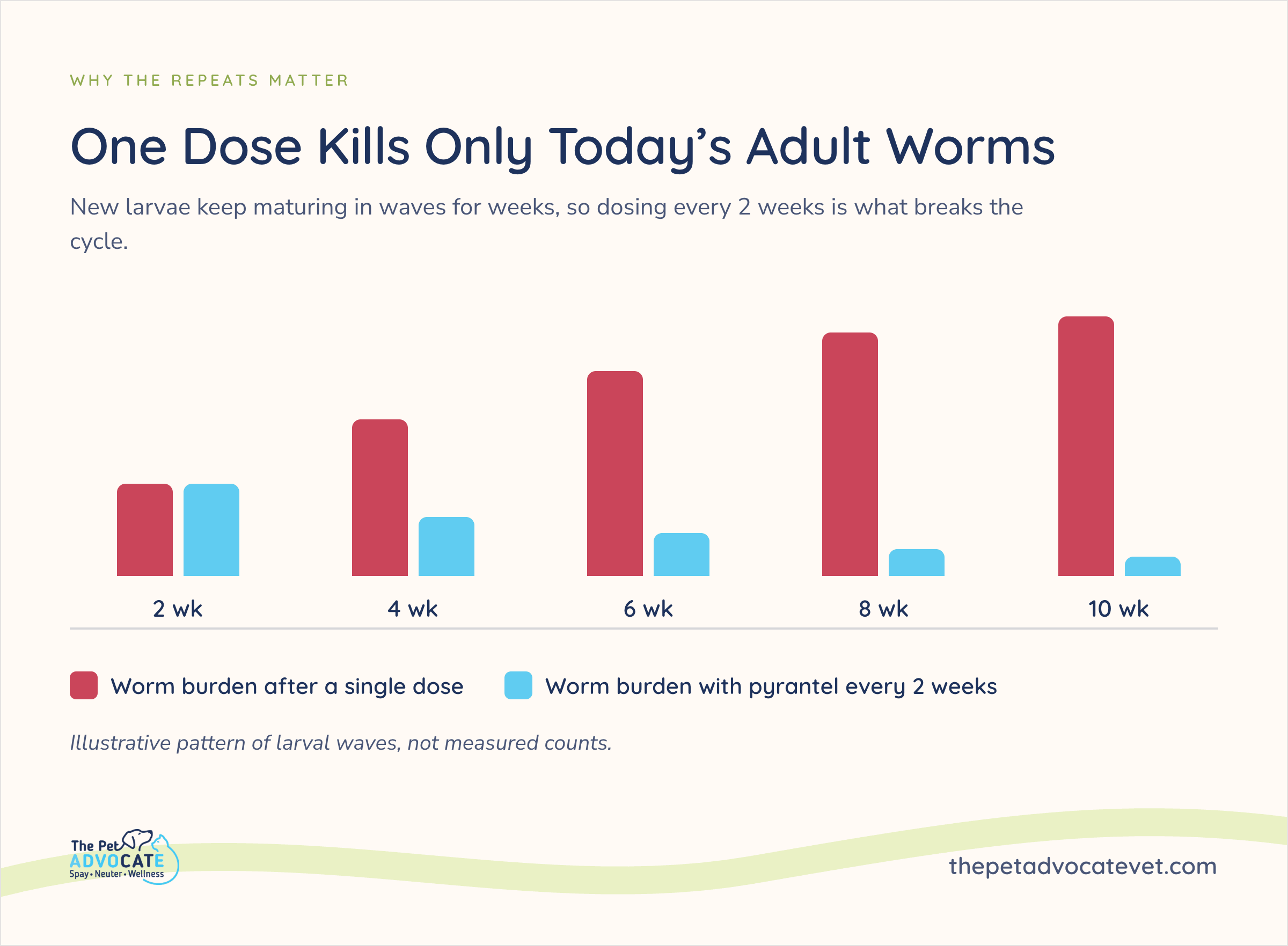 Bar chart comparing puppy worm burden from 2 to 10 weeks of age: burden rises steadily after a single dewormer dose but stays low with pyrantel every 2 weeks.