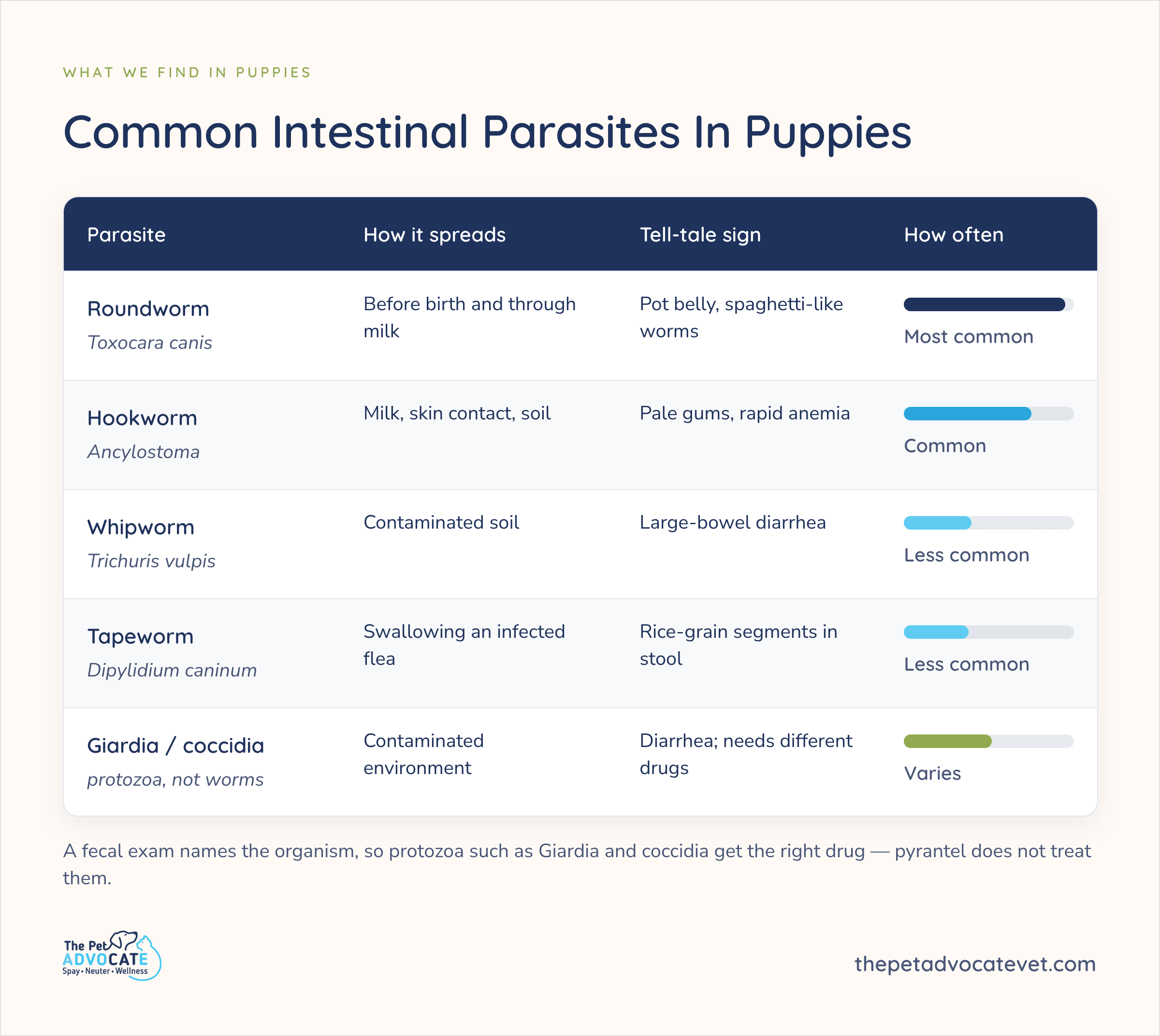 able of common intestinal parasites in puppies — roundworm, hookworm, whipworm, tapeworm, and Giardia or coccidia — showing how each spreads, its tell-tale sign, and how often it is found.