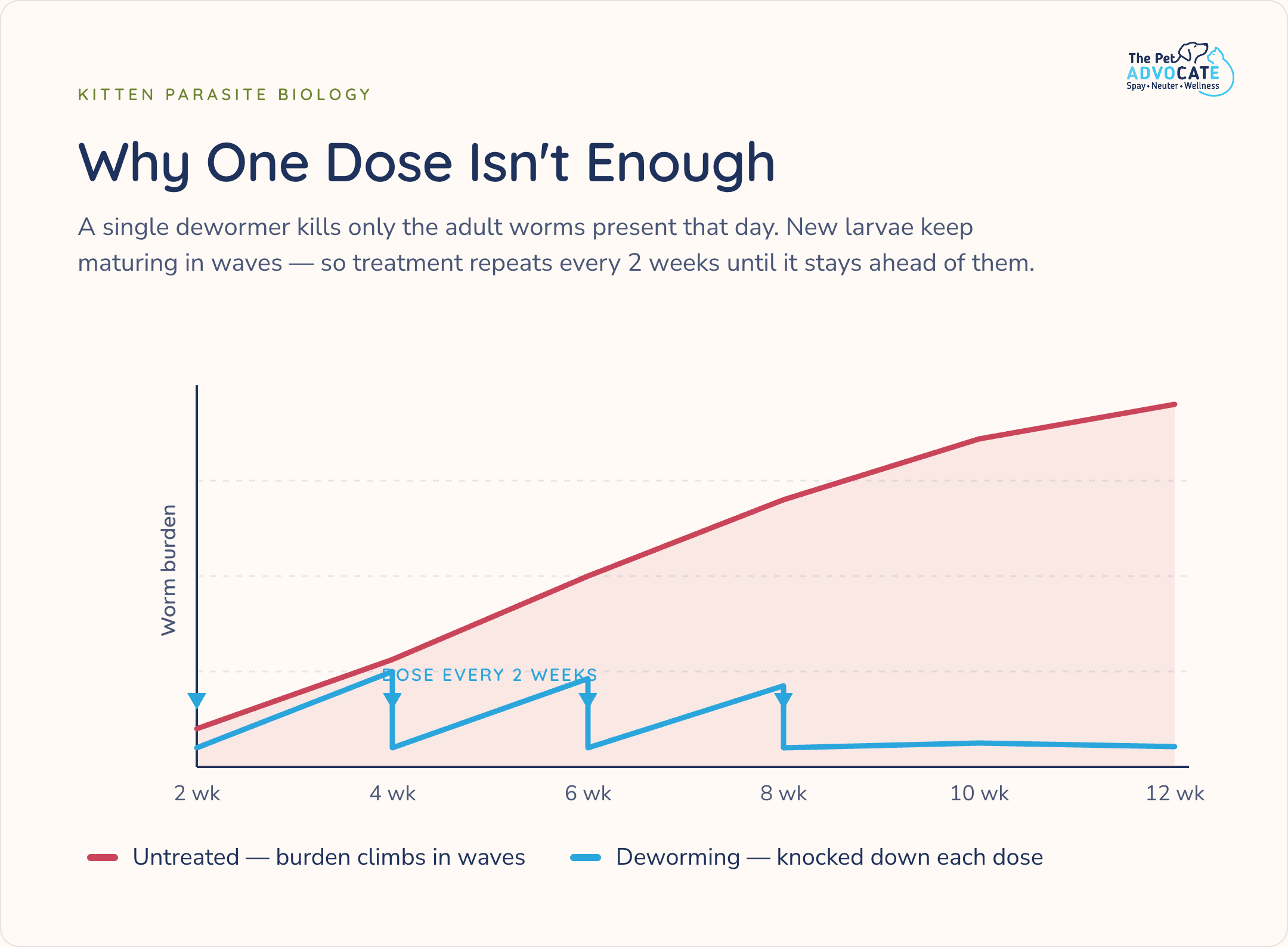 Line graph comparing a kitten's worm burden over 12 weeks: left untreated it climbs steadily in waves, while deworming every 2 weeks knocks it down with each dose and keeps it low.