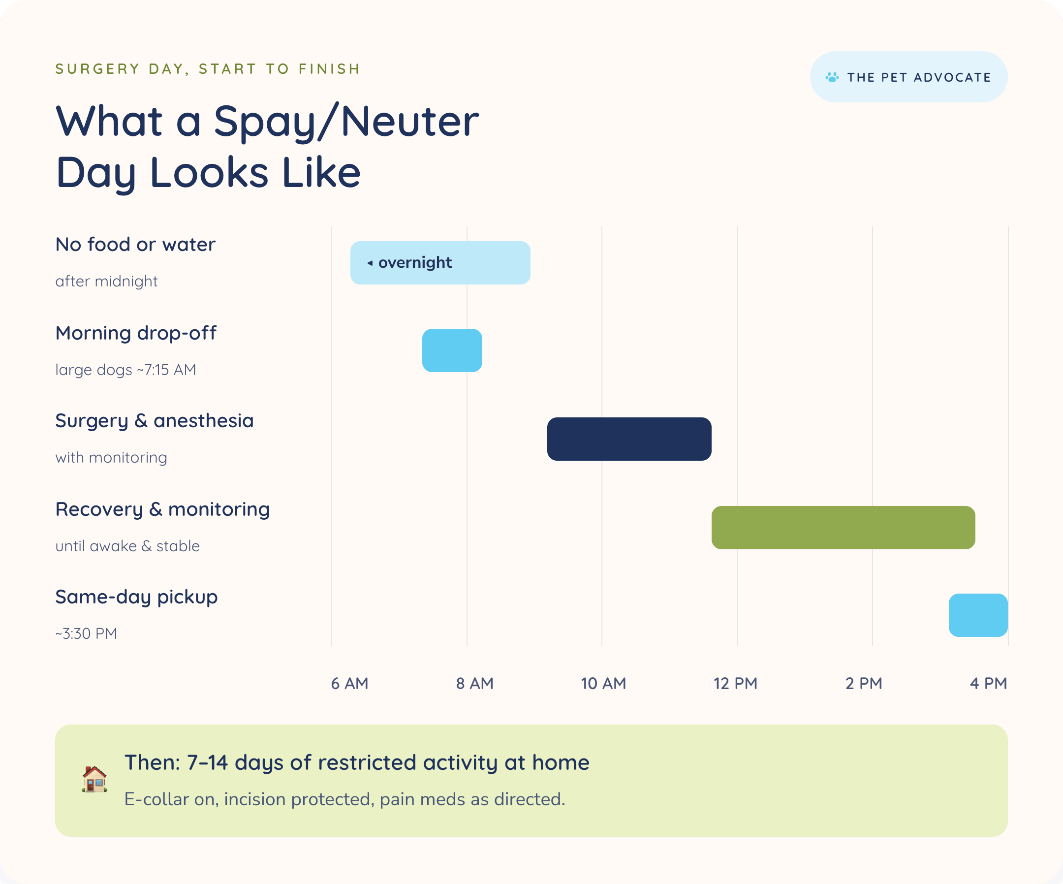 Gantt-style timeline of a spay/neuter surgery day: no food or water after midnight, morning drop-off around 7:15 AM, surgery with anesthesia, recovery and monitoring, and same-day pickup around 3:30 PM, followed by 7β14 days of restricted activity at home.